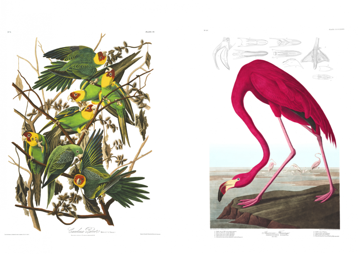 The Birds Of America Guille All s Library Guernsey the-birds-of-america-guille-all-s-library-guernsey